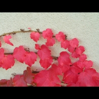 Vigne vierge en octobre (3)